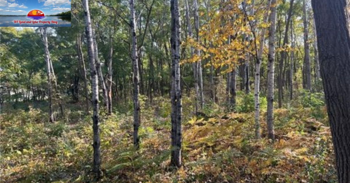 Springbrook, WI – 5 Wooded Acres for Sale! Just $47,900! A Hidden Gem in Northern Wisconsin
