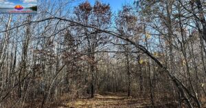 Wisconsin Northwoods Land Sale – Top Deals on Wisconsin Land for Sale with WI Land & Lake Property