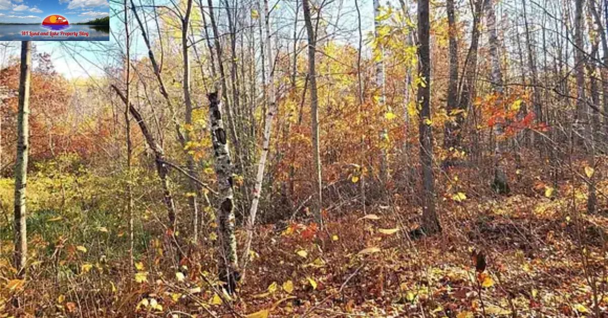 Why I Fell in Love with 5 Wooded Acres in Springbrook, WI