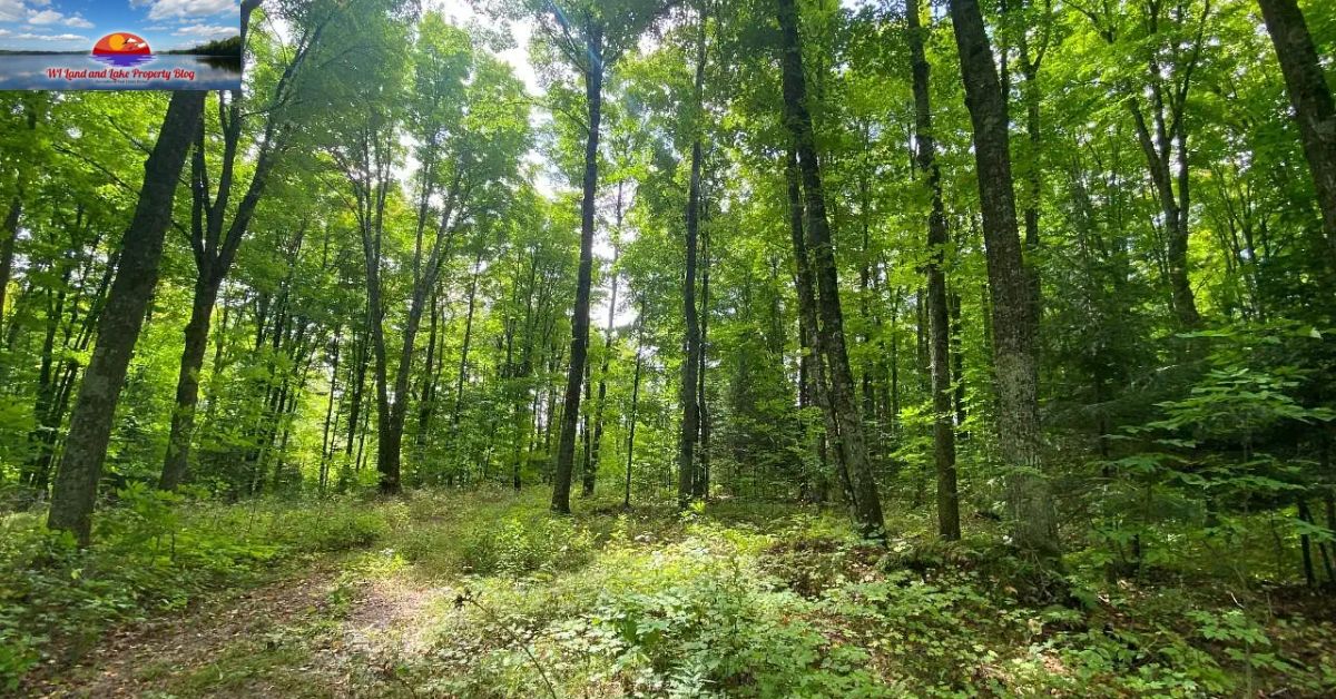 Discover Your Dream: 15 Acres of Northwestern Wisconsin for $65,900
