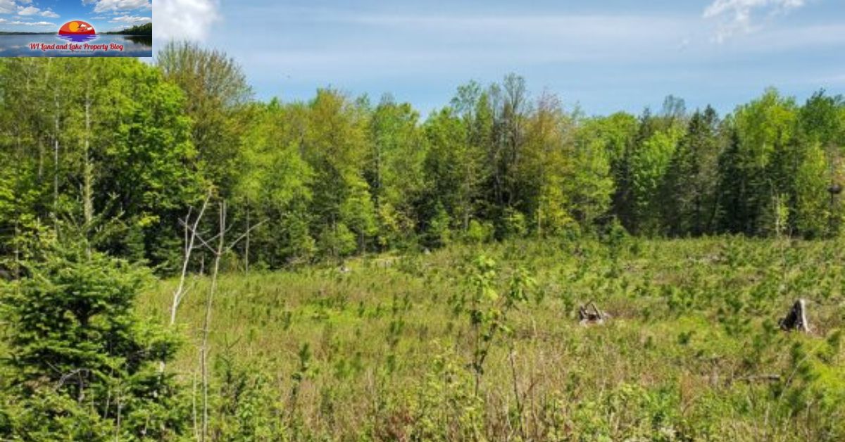 How I Found Peace on 15 Acres in Northwestern Wisconsin – Now It’s Your Turn