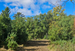 🏡 Buildable Land for Sale near Webster, WI – 5 Acres in Burnett County!