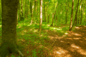 1.5 Acres of Land for Sale Near Lakes & Trails