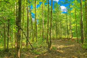 Northwest Wisconsin Land for Sale Near Lakes, Trails & Four-Season Recreation