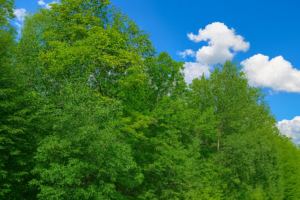 Secluded Northwoods Land for Sale Near Menominee & Pike Rivers