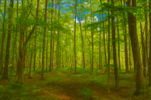 Northwoods Land for Sale Near Menominee & Pike Rivers